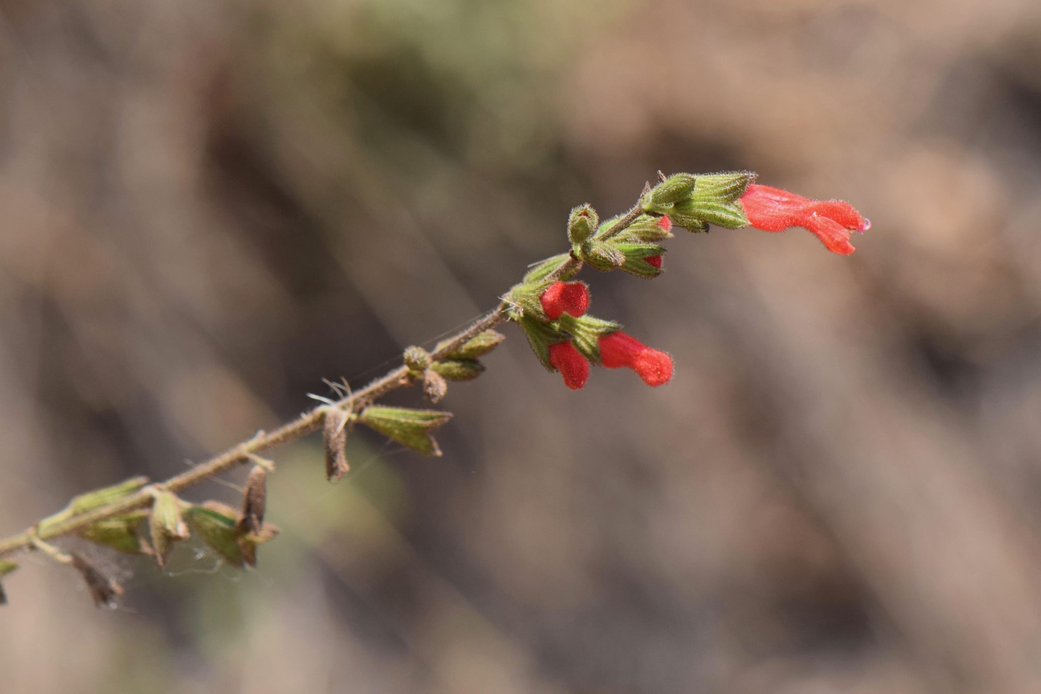 Salvia adenophora